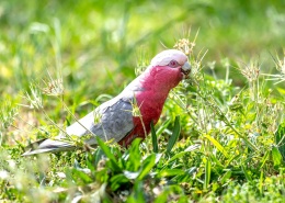 可爱的粉红凤头鹦鹉图片(15张)