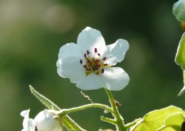春天生机勃勃洁白的梨花图片(20张)