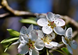 一树洁白如雪的梨花图片(16张)