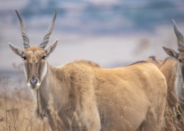 非洲草原里的羚羊图片(13张)