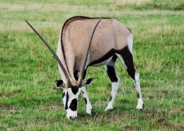 非洲草原上的羚羊图片(12张)