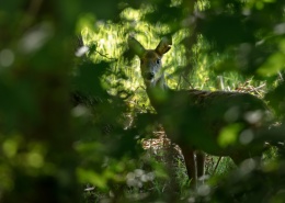 藏身在林中的鹿图片(10张)