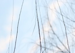 干枯的柳树枝条图片(11张)