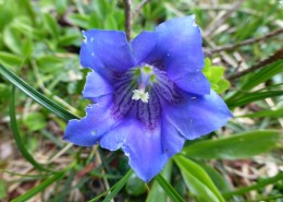 清新的紫色龙胆花图片(24张)