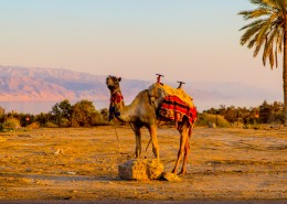沙漠之舟骆驼图片(33张)