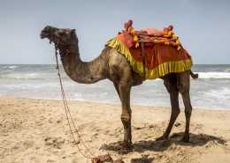 勤劳的沙漠之舟骆驼图片(35张)