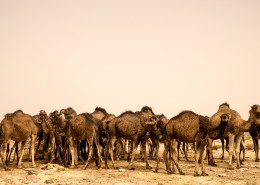 沙漠里的骆驼图片(10张)