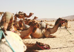 荒漠中的骆驼图片(13张)