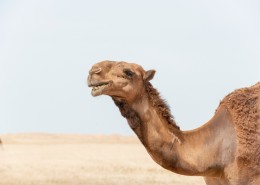 荒漠中耐旱的骆驼图片(18张)