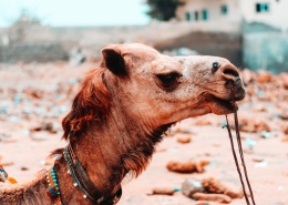 高大温顺的骆驼图片(10张)
