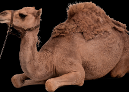 骆驼png透明背景图片(8张)