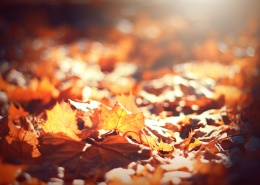 秋季地面的落叶图片(18张)