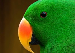 绿色羽毛的鹦鹉图片(11张)