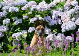 灵活的比利时马里努阿犬图片(20张)