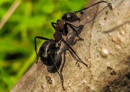 身材瘦小力量强大的蚂蚁图片(20张)