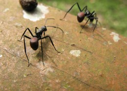 蚂蚁微距摄影图片(15张)