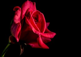 娇艳的粉色玫瑰花图片(13张)