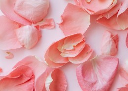 粉色的玫瑰花瓣图片(11张)