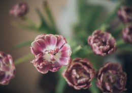 深粉色的玫瑰花图片(11张)