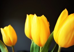美丽的黄色郁金香图片(11张)