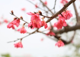 美丽的桃花的图片(9张)