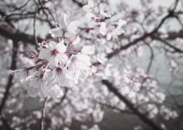 美丽的樱花的图片(11张)