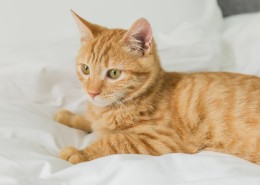 可爱的黄色小猫咪喵星人宠物图片(10张)