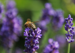花朵上采蜜的蜜蜂图片(16张)