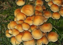 树林的蘑菇图片(10张)