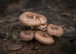森林中漂亮的野生蘑菇图片(27张)
