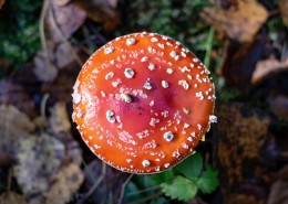 森林中野生的蘑菇图片(26张)
