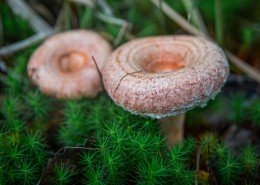 森林里的蘑菇图片(11张)
