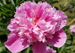 盛开的粉红色牡丹花图片(15张)