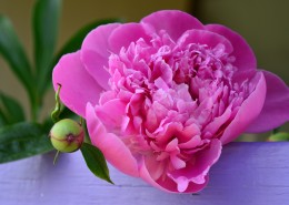 富丽多情颜色多彩的牡丹花图片(38张)
