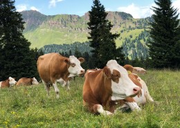 草地上的奶牛图片(11张)
