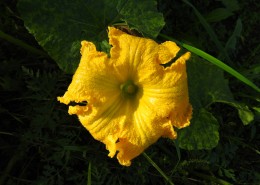 金黄色的南瓜花图片(10张)