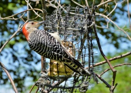 漂亮的红腹啄木鸟图片(12张)