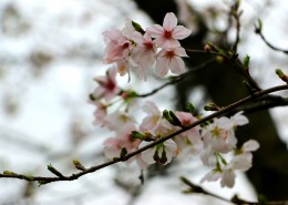漂亮的桃花图片(14张)