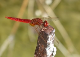 小巧可爱的蜻蜓图片(34张)