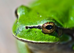 绿色可爱的小青蛙图片(28张)