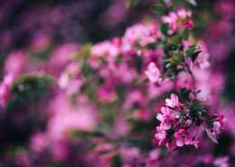 清新的粉红色花朵图片(12张)