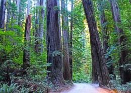 美国红杉树国家公园自然风景图片(29张)