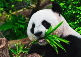 认真吃竹子的熊猫图片(23张)