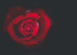 鲜艳热情的红玫瑰图片(22张)