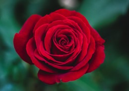 热情洋溢的红色玫瑰图片(22张)