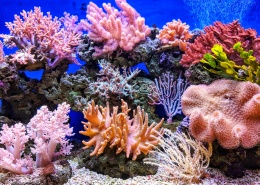 鲜艳美丽的珊瑚图片(18张)
