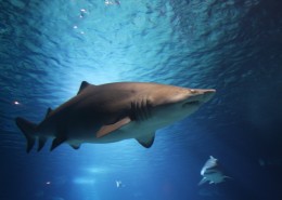 大海中的霸主鲨鱼图片(20张)