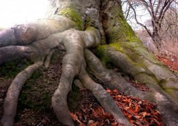 粗糙干枯盘旋的树根图片(21张)