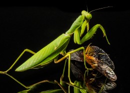 绿色凶狠的螳螂图片(12张)