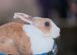 可爱的小兔子图片(9张)